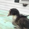 French black copper marans if we had to describe our flock of french black copper marans, the first thing that comes to mind is stately. 1