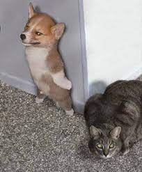 Funny Cat Dog Hide Seek Funny Joke Meme Pictures Smeshnye Fotografii Zhivotnyh Zabavnye Zveryushki Smeshnye Mordy Zhivotnyh