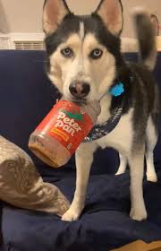 Just a good boi and his jar! He loves his peanut butter.
