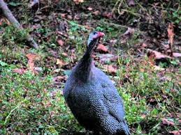 Maybe you would like to learn more about one of these? Female Guineas Calling Youtube
