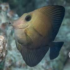 Check spelling or type a new query. Ikan Burung Laut Atau Brown Tang Rumah Kolibri