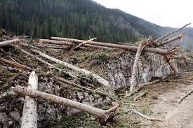 If this you are planning your first visit to new river junction, we strongly encourage you to review our faqs. Colorado Counties Offering Free Firewood Permits In Effort To Clear Avalanche Debris Snowbrains