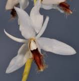 A southeast asian species that has flowers similar to pandurata but in a smaller size. Coelogyne Photo Gallery By Rogier Van Vugt At Pbase Com