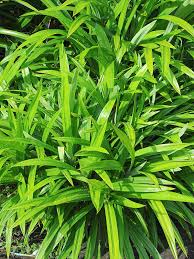 Pandan leaves are medium to large in size and are elongated, narrow, and oblong in shape. Asian Herb Pandan Leaf Plant Pandanus Amaryllifolius Real Tropicals