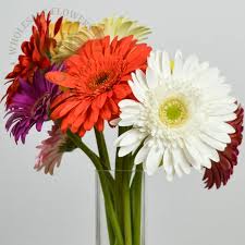 Globalrose sells at prices that are usually lower. Gerbera Daisy Different Colors Wholesale Flowers And Supplies