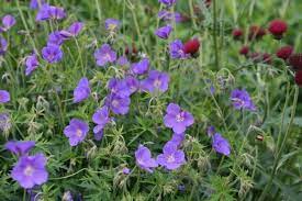 Geranium Orion Cranesbill Geraniums Plants Herbaceous Perennials