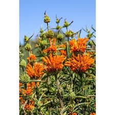 Image result for Leonotis decadonta