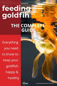 Goldfish Are One Of The Most Commonly Stocked Fish Breeds In The World How You Feed Them And The Food You P Goldfish Food Fish Care Goldfish Goldfish Breeding