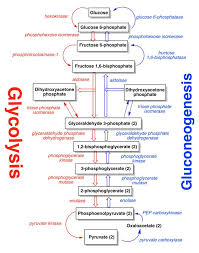 Cellular Respiration In Plants Animals Process Diagram