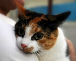 Check spelling or type a new query. Asthma In Cats How We Diagnose And Treat It Vet Approved Advice