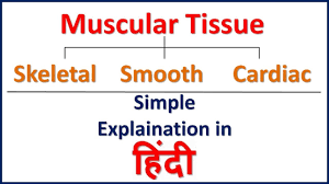 We did not find results for: Muscle Tissue Types Of Muscle Tissue Simple Explaination In Hindi Bhushan Science Youtube