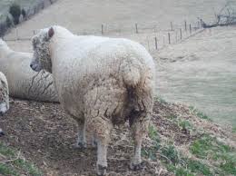 For smallholders who are lambing for the first time, to those who want to know more about sheep labour and lambing. Udder Talk Close To Lambing Date Backyardherds Goats Horses Sheep Pigs More
