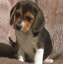 Miniature Beagles For Adoption Beagle Puppy Cute Beagles Miniature Beagle