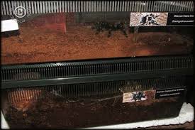 Tarantula Enclosure Labels Reptile Room Tarantula Enclosure Animal Habitats