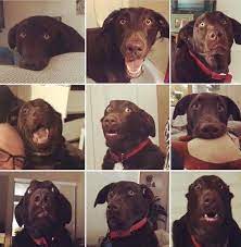 These toys can be made from a variety of materials, but are usually chewable without being easily destroyed. I Feel Like My Dog S Expressions Are Being Under Utilized Reddit Does This Dog Have Potential To Bring Joy He Does To Us His Name Is Farley And Is A Very Good Boy