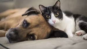 General guidelines recommend that you bury your pet 3 feet deep. How To Say Euthanasia