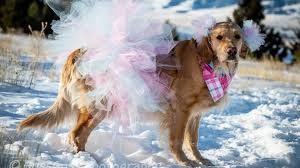 The golden retriever was developed in britain during the 1800's. This Golden Retriever Who Had A Maternity Shoot Just Gave Birth To Her Puppies And We Can T Handle The Cuteness Abc News
