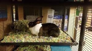 How much are bunnies at petsmart. Rabbits Available At Vacaville Petsmart Rex Young Adoption Rescue For Sale In Vacaville California Classified Americanlisted Com