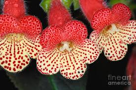 Image result for Kohleria