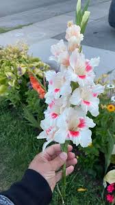 Image result for Gladiolus bellus