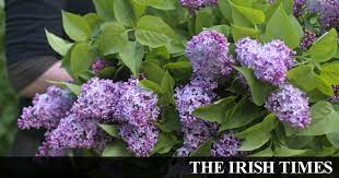 Sweet smelling flowers are in my heart. The Miracle Of Lilac Long Living Sweet Smelling And Very Easy To Grow