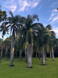 Image result for Carpodiptera africana