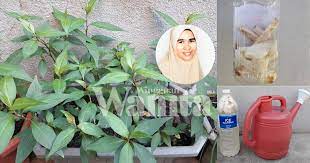 Garam adalah baja yang ideal untuk pokok kelapa. Siram Baja Roti Seminggu 3 Kali Tanaman Subur Bunga Makin Meriah Mingguan Wanita