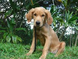 Puppy Training Oahu Balanced Obedience