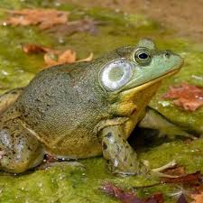 While it still has its tail, it begins to use its lungs to breathe. Pdf Risk Analysis Of American Bullfrog Lithobates Catesbeianus Risk Analysis Report Of Non Native Organisms In Belgium