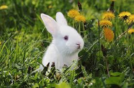 It combines the imagery of the circle and the spiral into a meandering but purposeful path. 10 Rabbit Symbolism Facts Meaning A Totem Spirit Power Animal Resets Org