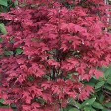 Acer Palmatum Ruslyn In The Pink A Wonderful New Dwarf With A Dense Compact Form Two Leaf Colors Are Present At The Sam Trees To Plant Plants Unusual Plants
