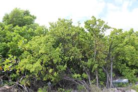 Image result for Surianaceae