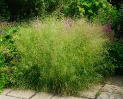 Deschampsia cespitosa — kupstinė šluotsmilgė statusas t sritis vardynas apibrėžtis. Deschampsia Caespitosa Syn Cespitosa Gardensonline