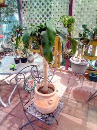 Image result for Dracaena fragrans