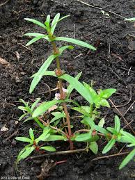 Image result for Ammannia