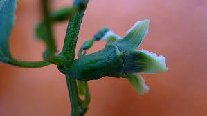 Image result for Cayaponia