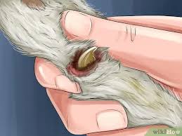 If a cat displays any of the following symptoms, they may be suffering from a nail disorder 3 Ways To Diagnose And Treat The Cause Of Deformed Cat Nails