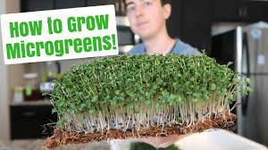 I Ve Been Growing Microgreens For 2 Months And I Made A Video Tutorial On How To Grow Them Yourself Gardening Growing Microgreens Microgreens Growing Sprouts