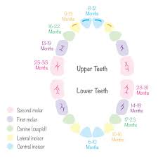 baby teeth growth chart