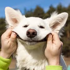 Jun 03, 2021 · man held for shooting neighbour's pet dog dead in mp's indore narendra vishvaiyya was arrested under section 429 (mischief by killing or maiming cattle, etc) of the ipc, dwarkapuri police station. 367 404 Funny Dog Stock Photos Free Royalty Free Funny Dog Images Depositphotos