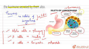 Prior to implantation (see bvp 8 ctl image attached), most of the. Which Endocrine Cells Form The Islets Of Langerhans Name The Hormone Secreted By Them Also Biology Q A Doubtnut