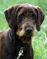 Find pudelpointer puppies and breeders near terrebonne, or and helpful pudelpointer information. Pudelpointer Guess What This Dog Was Bred For That S Right This Hunting Breed Is Great At Pointing Out Where Fallen Game Lie Dogs Hunting Dogs Pointer Dogs
