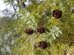 Image result for Light Chestnut 1990 US Government