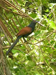 Club Mahindra Ashtamudi Wild Bird By Ashitava Bird Wild Birds Wild Nature