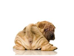 Shar pei 2021 12 x 12 inch monthly square wall calendar, animals dog breeds (english, french and spanish edition) spanish edition. Shar Pei Wallpapers Top Free Shar Pei Backgrounds Wallpaperaccess