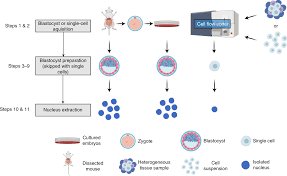 Animal cell lacking nuclei would also lack in. Transcription Factor Chromatin Profiling Genome Wide Using Ulicut Run In Single Cells And Individual Blastocysts Nature Protocols