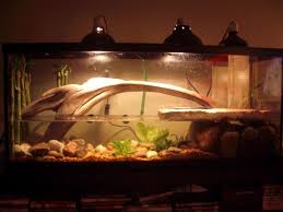 Chinese Water Dragon Tank Setup Chinese Water Dragon Water Dragon Bearded Dragon