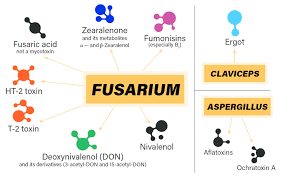 Image result for Mycotoxin