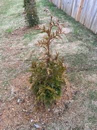Image result for thuja drying out dead dried symptoms)