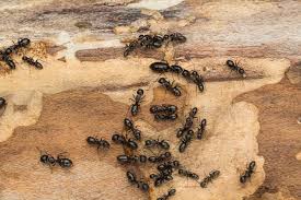 And how do i get rid of them? How To Get Rid Of Ants In Your Home Jackson Ms Synergy Synergy